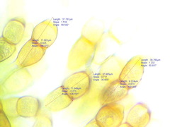Puccinia arenariae