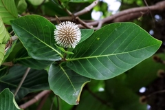 Neonauclea reticulata