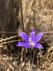Brodiaea santarosae