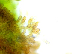 Puccinia arenariae