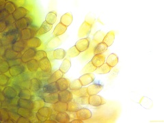 Puccinia arenariae