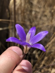 Brodiaea santarosae