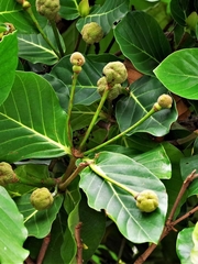 Neonauclea reticulata