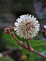 Neonauclea reticulata