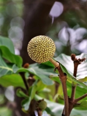 Neonauclea reticulata
