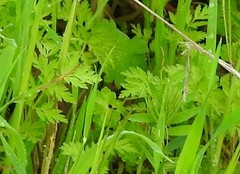 Chaerophyllum nodosum