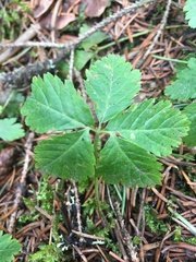 Rubus pedatus