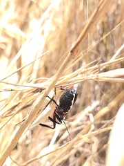 Apiomerus californicus