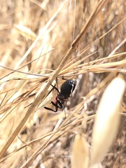 Apiomerus californicus