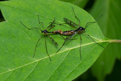 Ptychoptera quadrifasciata