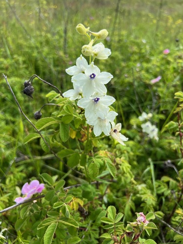 Image of Delphinium pavonaceum by (c) Judi Sanders, some rights reserved (CC BY)