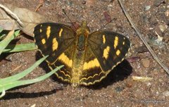 Telenassa berenice