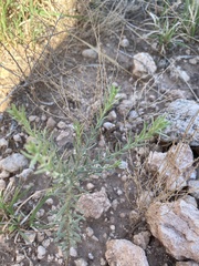 Thamnosma texana