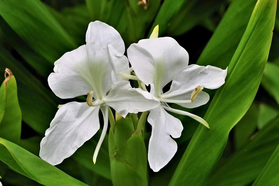 Hedychium