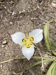 Calochortus nuttallii