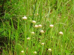 Armeria arenaria