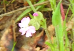 Silene conoidea
