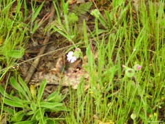 Silene conoidea