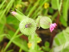 Silene conoidea