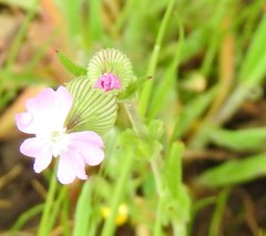 Silene conoidea