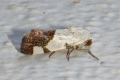 Ponometia cuta