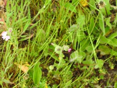 Silene conoidea