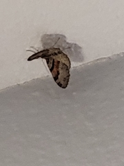 Xanthorhoe labradorensis