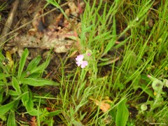 Silene conoidea