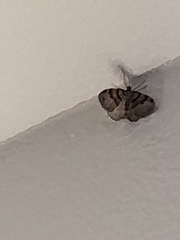 Xanthorhoe labradorensis