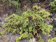Munzothamnus blairii