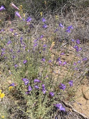 Penstemon heterophyllus australis