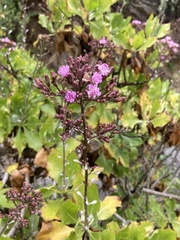 Munzothamnus blairii