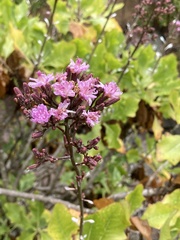 Munzothamnus blairii