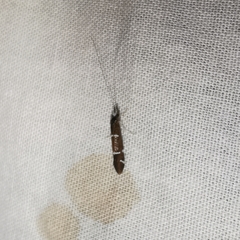 Athripsodes albifrons