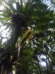 Vriesea erythrodactylon