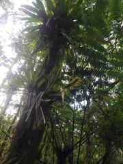 Vriesea erythrodactylon