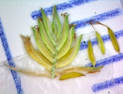 Cyperus pseudovegetus