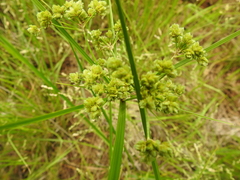 Cyperus pseudovegetus