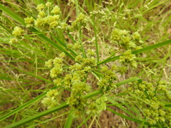 Cyperus pseudovegetus