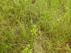 Cyperus pseudovegetus