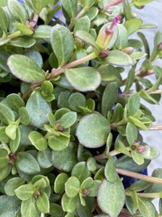 Portulaca umbraticola