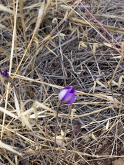 Brodiaea filifolia