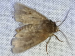 Diarsia rubi