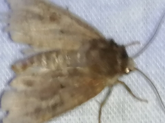 Diarsia rubi