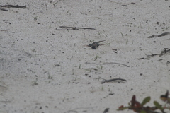 Aspidoscelis angusticeps