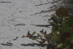 Aspidoscelis angusticeps