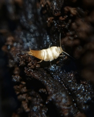 Dodecastyla bifida
