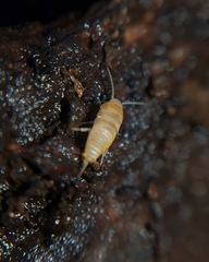 Dodecastyla bifida