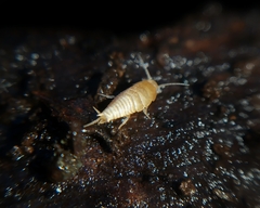 Dodecastyla bifida