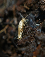 Dodecastyla bifida